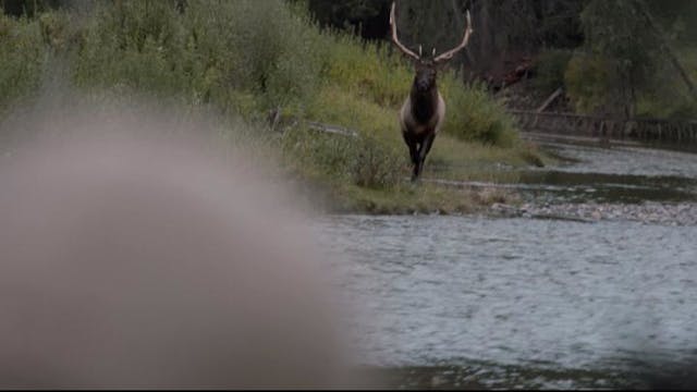 Elk Curse