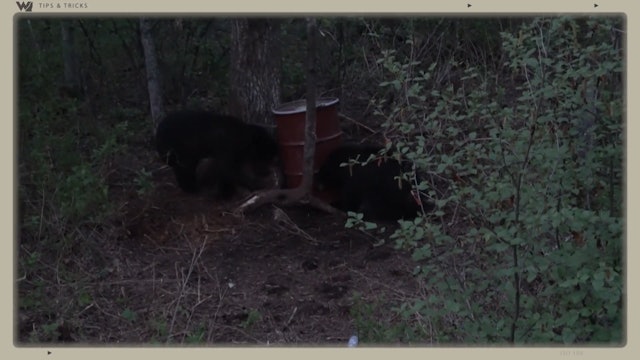 Where to Place Your Bear Bait Barrel and Camera