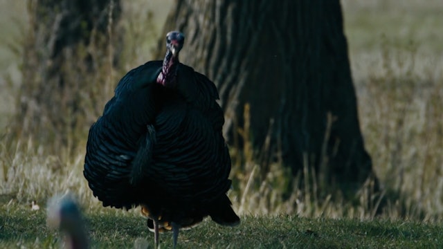 Wild Turkey Confit