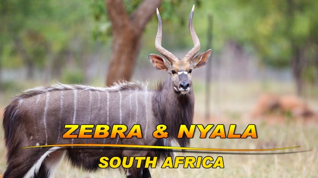 South Africa Zebra & Nyala Safari