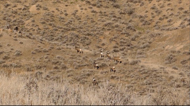 More Montana Mule Deer Bucks