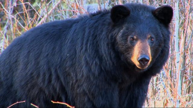 Saskatchewan Bears Part 1