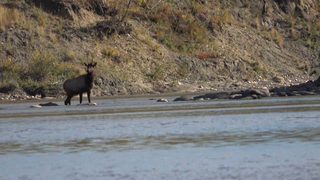 Alberta Elk & Mule Deer