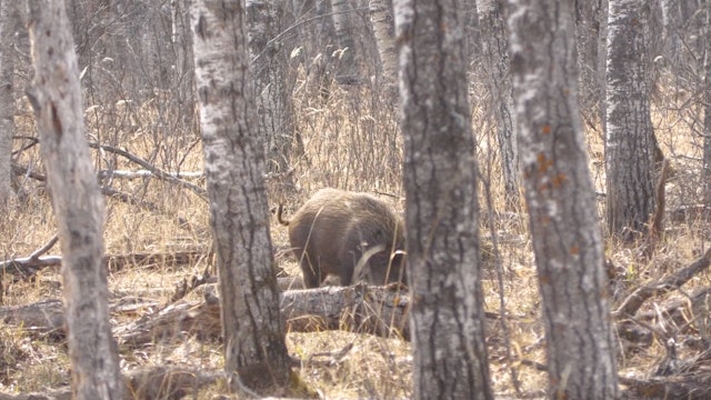 Hog Wild Part 1 : Saskatchewan Wild Boar