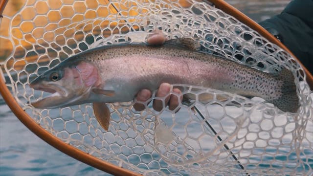 Sight Fishing for Rainbow Trout - Part 2