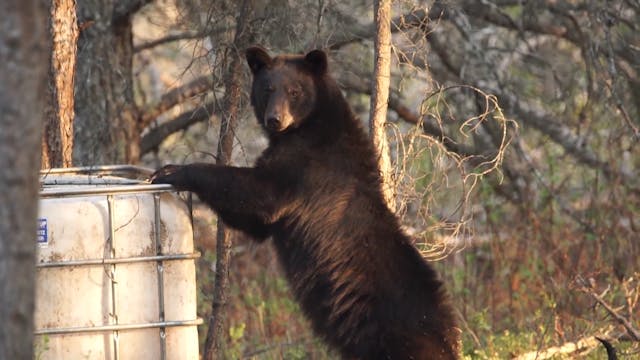 Hunting Giant Canadian Black Bears