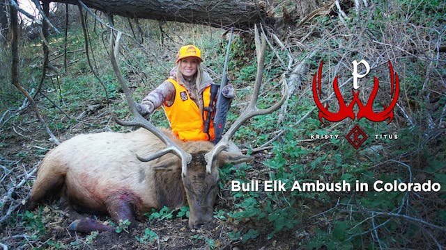 Bull Elk Ambush