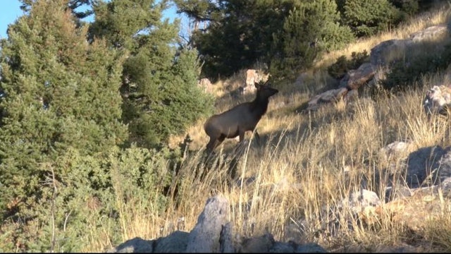 Big Bull Elk and Whitetails