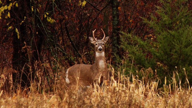 In Search of Big Kansas Whitetails - ...