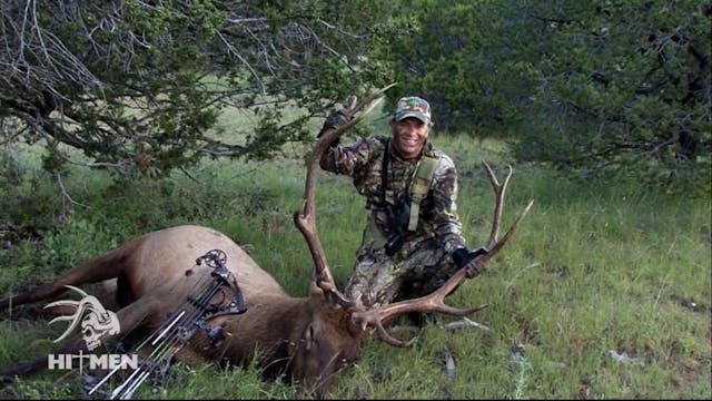 Elk in New Mexico