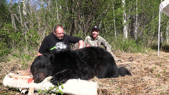 Bear Camp: Alberta Black Bears