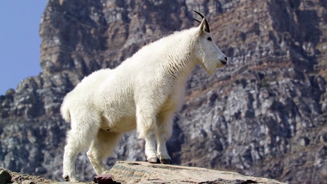 The Alaska Mountain Goat Adventure - Part 1