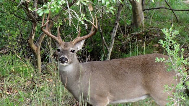 What's New in Deer Hunting