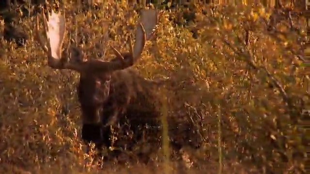 Flatliners- Scott's Manitoba Monster Moose
