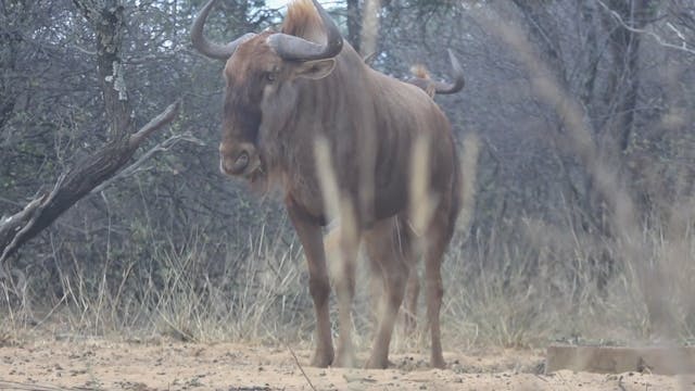 Avula Safaris Bushveld - Part 1