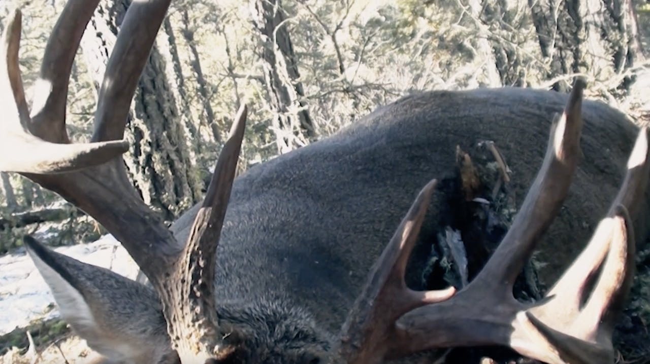 The Heavy 10 The Edge (Whitetail Madness 2021) GIANT Whitetail