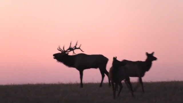 Mitchell Payment's Alberta Dream Bull Elk