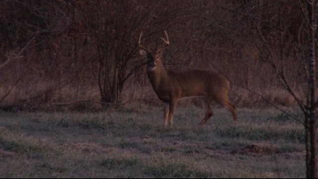 Indiana Whitetails on the Menu