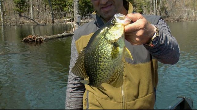 Springtime Crappie