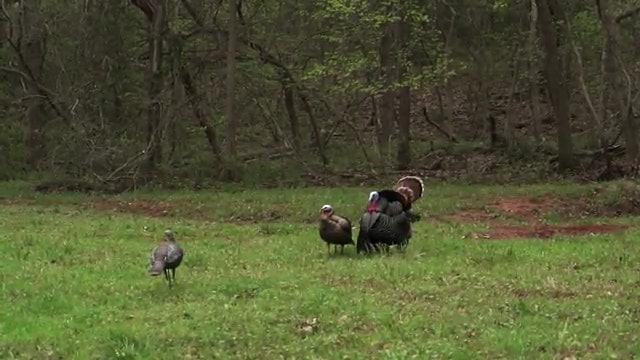 Some "OK" Turkey Hunters