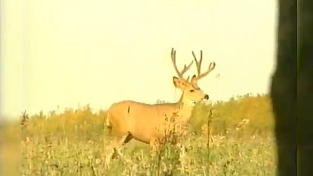 Velvet Mule Deer Hunt