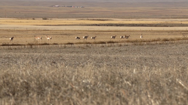 Family Antelope Hunt