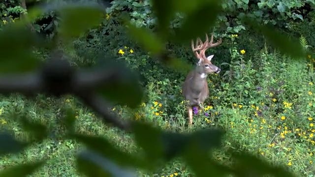 Deer Hunting In Kentucky