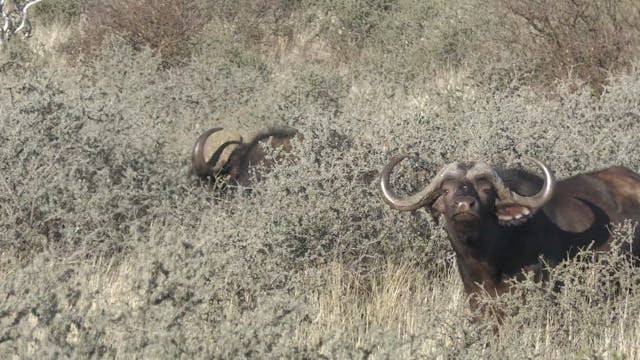 Chapungu-Kambako Kalahari Oryx (2 of 2)