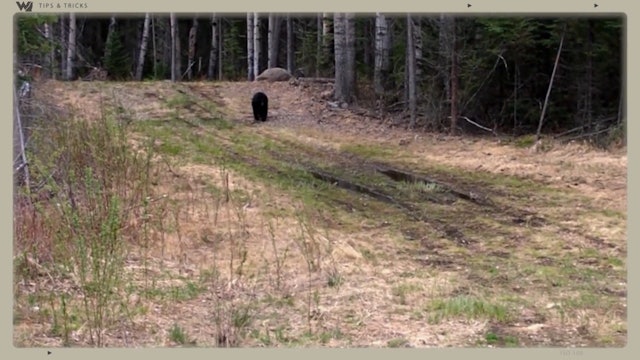 How To Call In a Bear That's In Stealth Mode