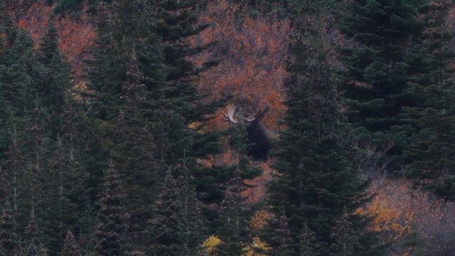 Rocky mountain Moose: Jet Boat Hunt
