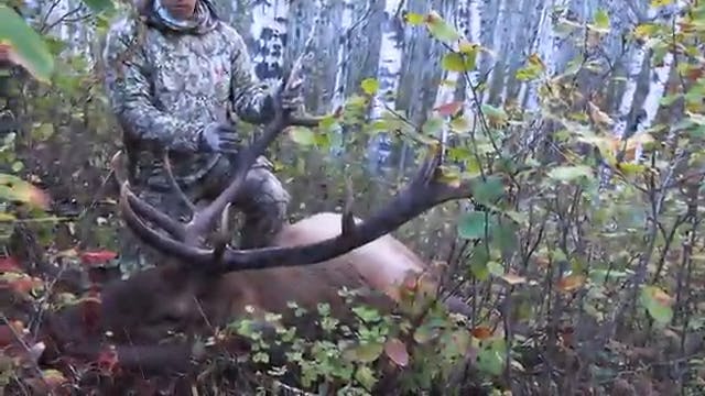 Manni's Ivory-Tipped Alberta Bull Elk