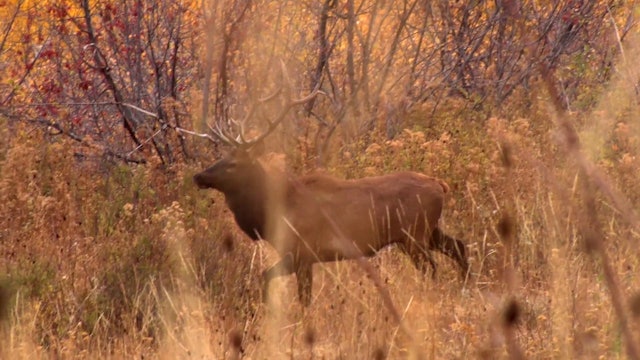 Elk Hunting in Utah and Whitetails In Early Season