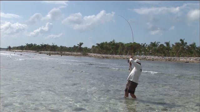 Belize Triggerfish