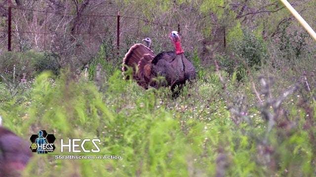 Close Quarter Predators and Archery Turkey Hunts