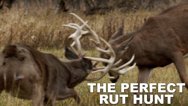 The Perfect Whitetail Rut Hunt
