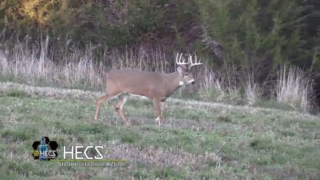 Trophy Midwest Whitetails in Action