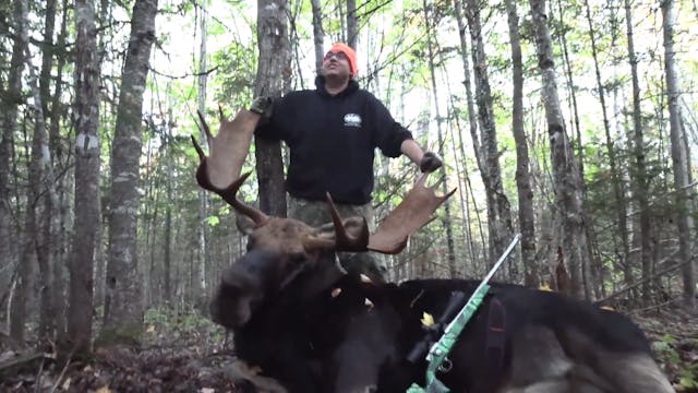 Maine Moose Hunt