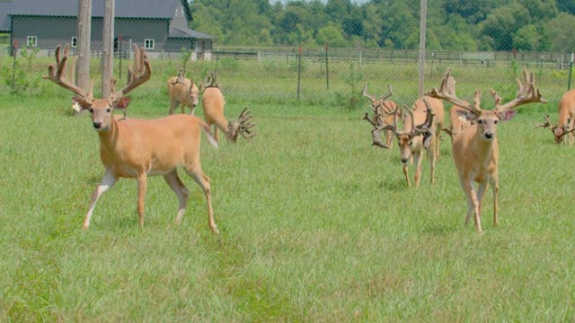 Amish Country Deer Blowout