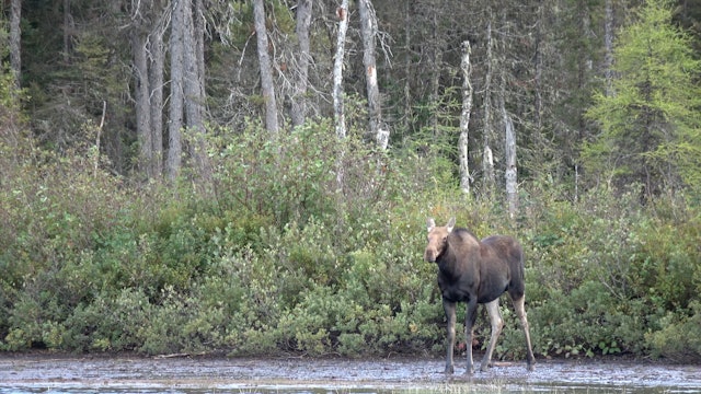 Moose Hunting with Lac Cyprs Outfitters