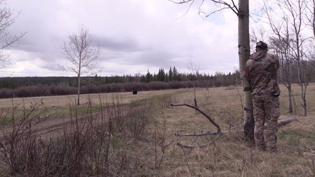 Exciting Spring Black Bears with Archery Gear