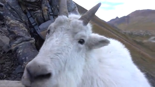 Steve's DIY Canadian Mountain Goat