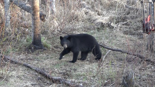Lockdown Bear Hunting - Part 2