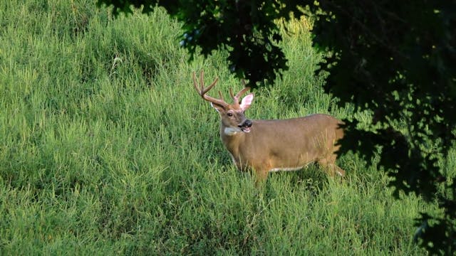 Whitetail Deer Hunting in Kentucky
