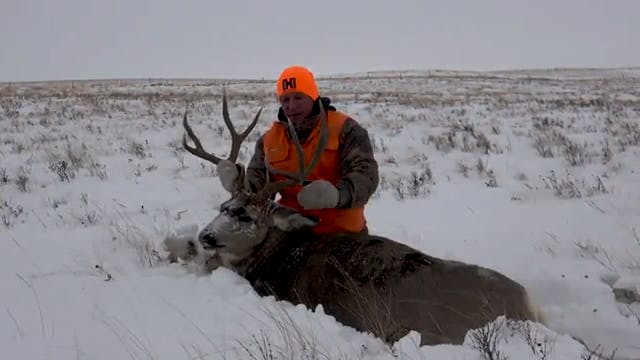 The Gnarly Saskatchewan Mule Deer Buck