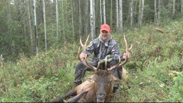 Everything Happens for a Reason (Alberta Elk Part 2)