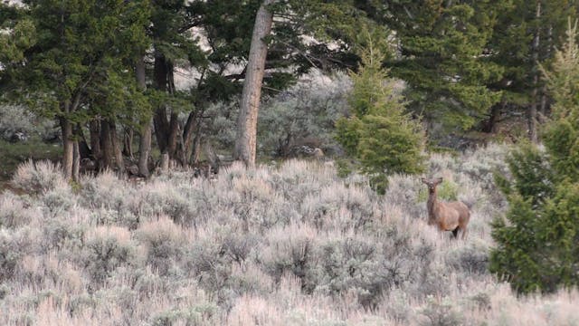Idaho Spring Bear Hunt