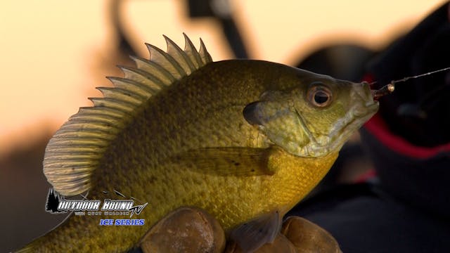 Wisconsin Bass and Panfish