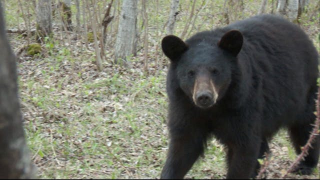 Bear Hunting in Manitoba