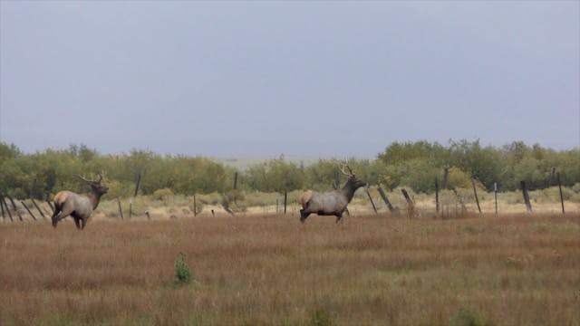 Idaho Archery Elk