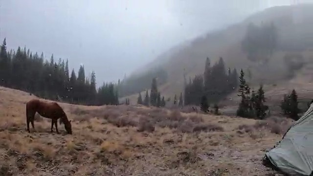Gnarly Non-typical Colorado Bull: Two Bulls Down!